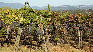 An ancient Roman vineyard has been restored after two thousand years buried under volcanic ash.
