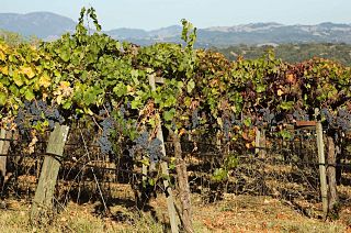 An ancient Roman vineyard has been restored after two thousand years buried under volcanic ash.