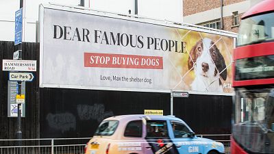 PETA billboard urges celebrities to stop buying dogs and adopt instead PETA billboard urges celebrities to stop buying dogs and adopt instead
