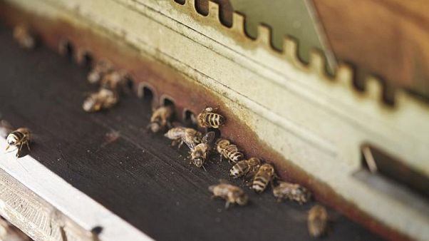 Abeilles au siège de Girard-Perregaux, Le Chaux-de-Fonds, Suisse. Abeilles au siège de Girard-Perregaux, Le Chaux-de-Fonds, Suisse.