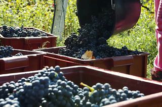 British wine in the making