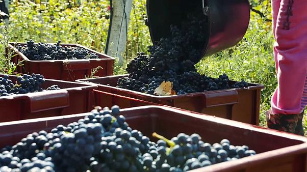 British wine in the making British wine in the making