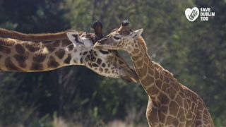 Dublin Zoo has raised €1million in donations 