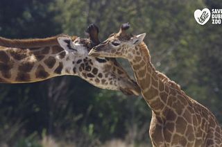 Dublin Zoo has raised €1million in donations