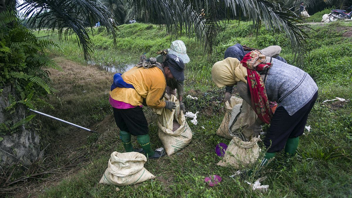 نساء يملأن أكياسًا بالأسمدة لنشرها في مزرعة زيت النخيل في إندونيسيا