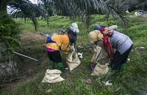 نساء يملأن أكياسًا بالأسمدة لنشرها في مزرعة زيت النخيل في إندونيسيا