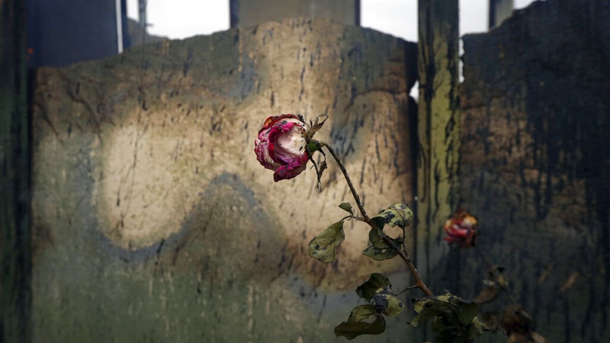 Uma rosa nos escombros de uma casa no palco de guerra de Nagorno-Karabakh