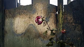 Uma rosa nos escombros de uma casa no palco de guerra de Nagorno-Karabakh