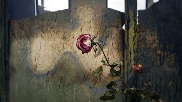 Uma rosa nos escombros de uma casa no palco de guerra de Nagorno-Karabakh Uma rosa nos escombros de uma casa no palco de guerra de Nagorno-Karabakh