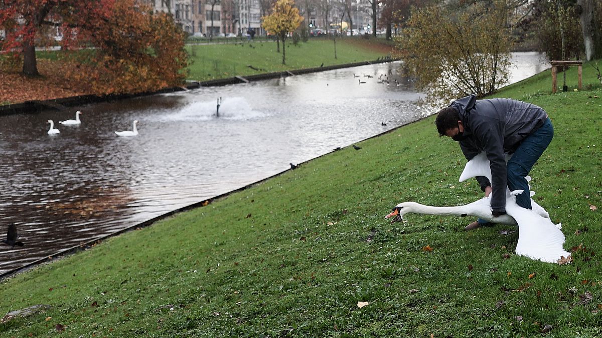 Муниципальный служащий поймал лебедя в Брюгге