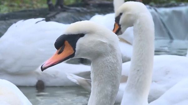 Surto de gripe aviária origina confinamento de aves na Bélgica Surto de gripe aviária origina confinamento de aves na Bélgica
