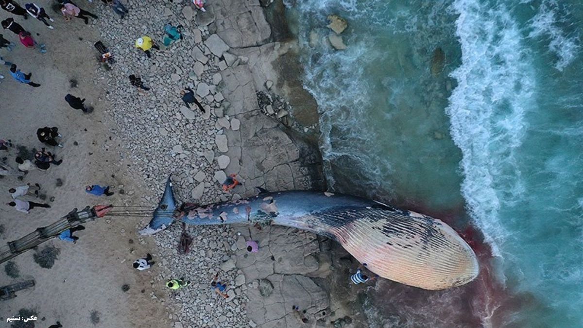 لاشه نهنگ پیدا شده در ساحل کیش