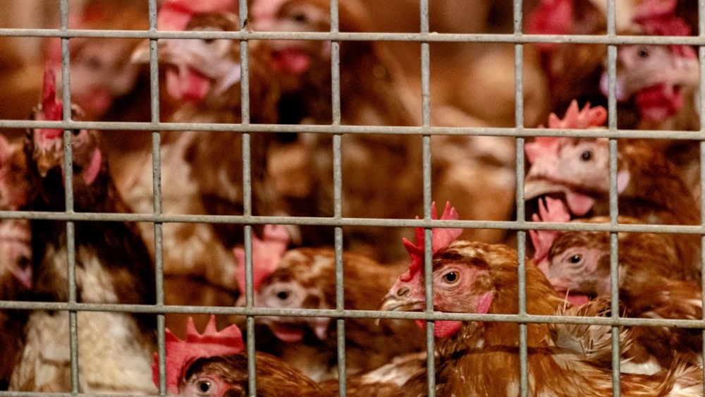 Gripe aviar: casi 200.000 pollos sacrificados en los Países Bajos después de múltiples brotes