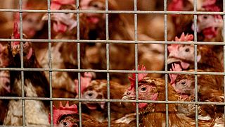 Chickens pictured in Barneveld, Netherlands, on October 23, 2020.