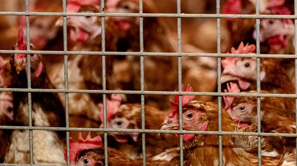 Chickens pictured in Barneveld, Netherlands, on October 23, 2020. Chickens pictured in Barneveld, Netherlands, on October 23, 2020.