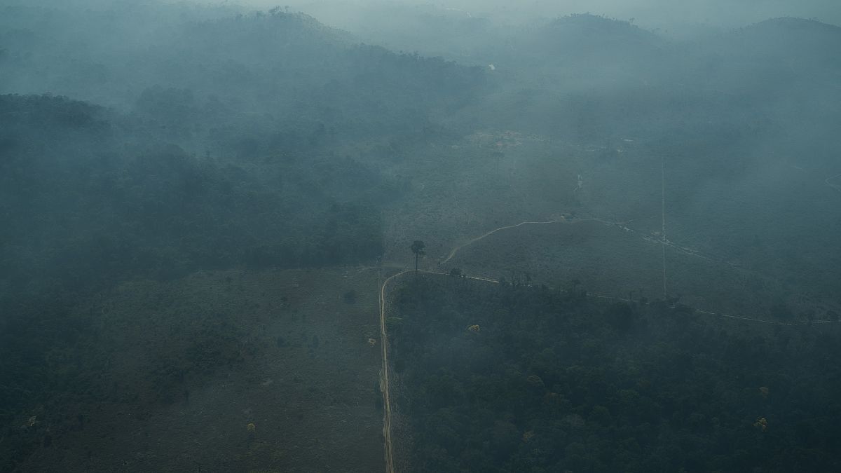 Леса Амазонии в дыму пожаров