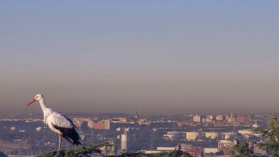 EU air quality improves, but number of deaths linked to air pollution still high