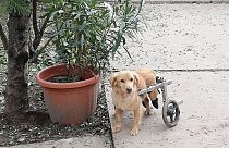A Noé Állatotthon egyik mozgássérült kutyája sétálni indul a ráerősített szerkezetnek köszönhetően