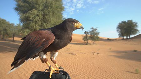 Dubai's desert camping escape