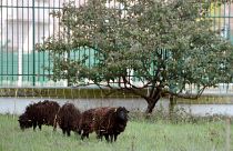 Sheep grazing outside the Paris Archives building.