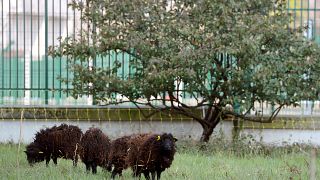 Sheep grazing outside the Paris Archives building.