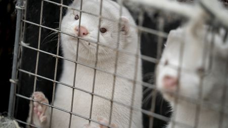 A mink look out from a pen on a farm near Naestved, Denmark.