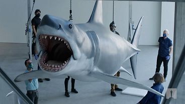 workers set up "Bruce the Shark" installation