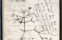  رسم تخطيطي لشجرة الحياة لعام 1837 على صفحة من أحد دفاتر الملاحظات المفقودة للعالم البريطاني تشارلز داروين
