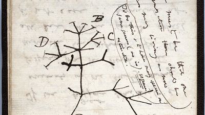  رسم تخطيطي لشجرة الحياة لعام 1837 على صفحة من أحد دفاتر الملاحظات المفقودة للعالم البريطاني تشارلز داروين