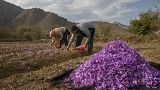 Kashmiri farmers pluck saffron crocus flowers on a farm in Khrew, south of Srinagar