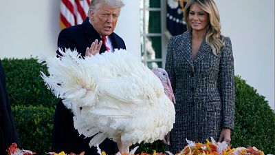 El presidente Donald Trump perdona a "Corn", el pavo nacional de Acción de Gracias, en el Jardín de Rosas de la Casa Blanca, el 24 de noviembre de 2020.