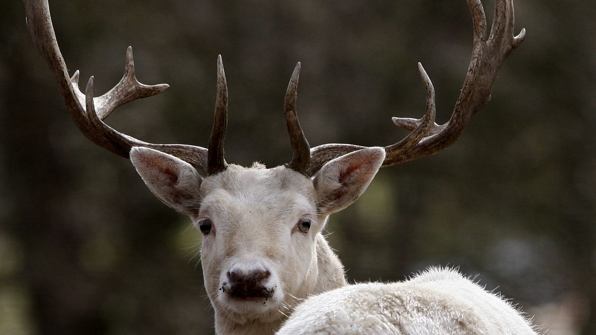 FILE PHOTO: A fallow deer is seen in an animal park at Raisdorf nearby Kiel, northern Germany, Monday, March 15, 2010.