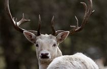 FILE PHOTO: A fallow deer is seen in an animal park at Raisdorf nearby Kiel, northern Germany, Monday, March 15, 2010.