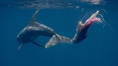 A Rissos dolphin tangled in plastic waste in the waters around Sri Lanka. A Rissos dolphin tangled in plastic waste in the waters around Sri Lanka.