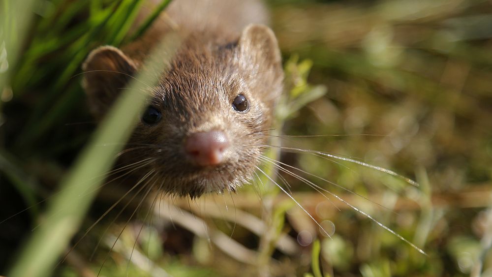 Lithuania confirms its first coronavirus cases at a mink farm