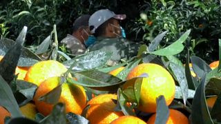 Moroccan seasonal workers finally arrive in France to save Corsican clementine crop