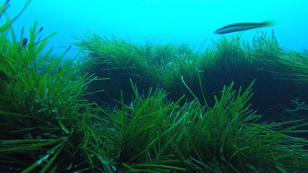 Cientistas voltam atrás no tempo para salvar ecossistemas marinhos