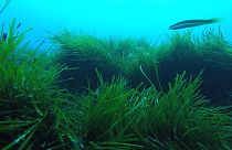 Researchers regenerate underwater biodiversity destroyed by human activity