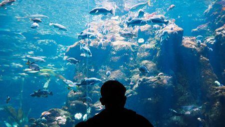 Hotel guests can immerse themselves in the undersea world