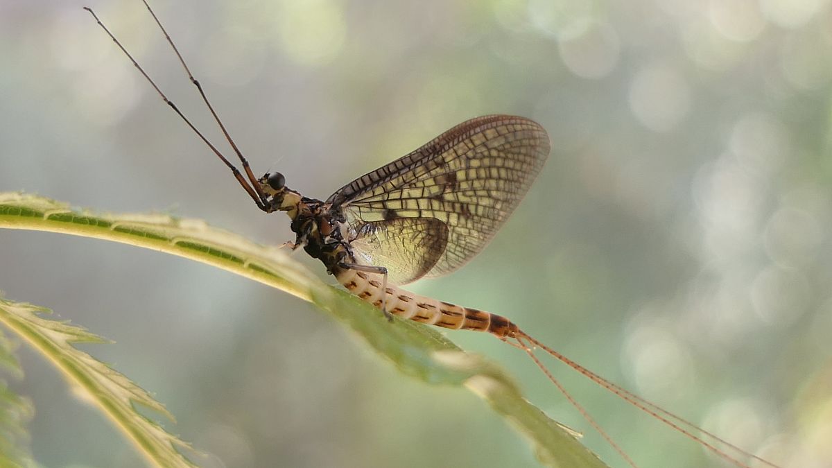 The Danish Mayfly has been selected as the 2021 Insect of the Year