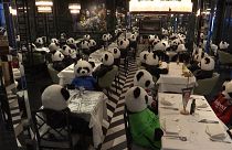 Various of stuffed toy panda bears in restaurant
