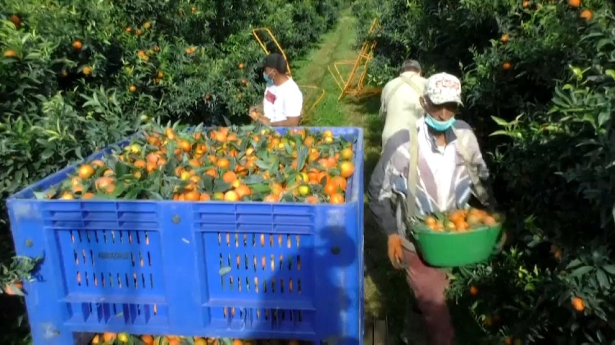 829 Marokkaner retten Clementinen-Ernte auf Korsika