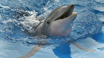 Petição para travar morte acidental de golfinhos na UE
