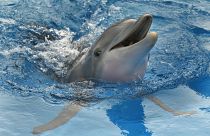 Aug 31 photo, Winter the dolphin swims in a tank in Clearwater, Fla.