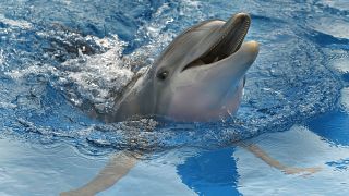 Aug 31 photo, Winter the dolphin swims in a tank in Clearwater, Fla.