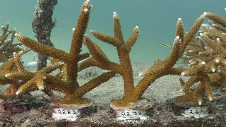 Korallen - vom Klimawandel bedroht.