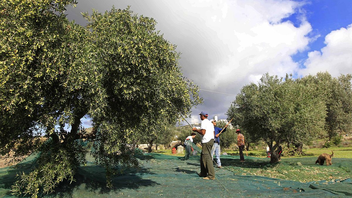 Olivi nell'isola greca di Paros (archivio)