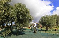 Olivi nell'isola greca di Paros (archivio)
