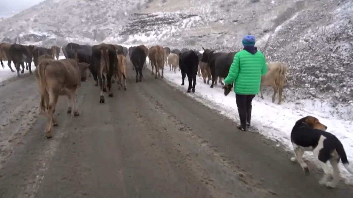 Auszug aus Bergkarabach: Bauern treiben ihr Vieh nach Armenien  