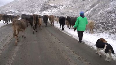 Домашний скот ведут в Армению